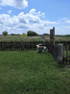 Aveiro – Parque Canino Caminho do Praiao