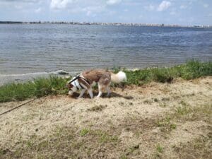 Aveiro – Parque Canino Caminho do Praiao
