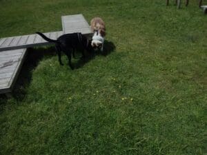 Aveiro – Parque Canino Caminho do Praiao