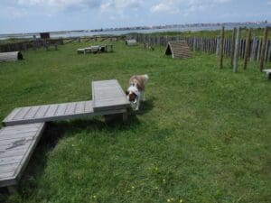 Aveiro – Parque Canino Caminho do Praiao