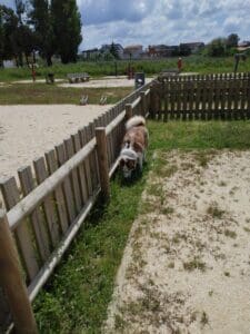 Aveiro – Parque Canino de Ílhavo