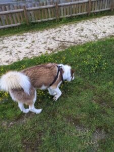 Aveiro – Parque Canino de Ílhavo